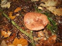 Lactarius quietus image