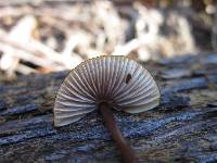 Mycena purpureofusca image