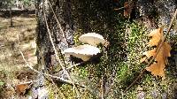 Pleurotus dryinus image