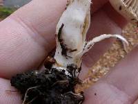Inocybe geophylla image