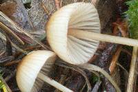 Mycena sanguinolenta image