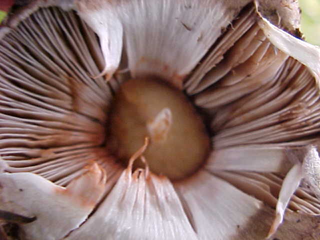 Agaricus cappellianus image