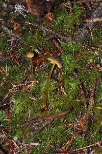 Mycena aurantiomarginata image