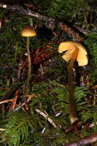 Mycena aurantiomarginata image