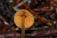 Mycena aurantiomarginata image