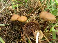 Psilocybe azurescens image