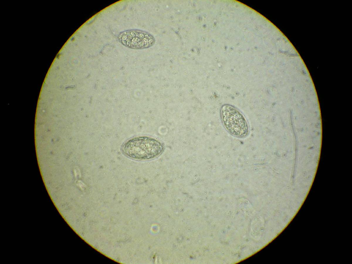 Gelasinospora brevispora image