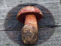 Boletus pulcherrimus image