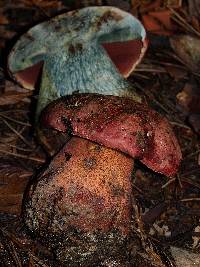 Boletus pulcherrimus image