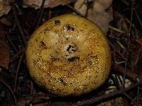 Lactarius scrobiculatus image