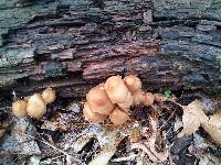 Mycena galericulata image