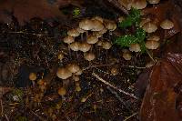 Psilocybe pelliculosa image