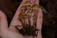 Psilocybe pelliculosa image