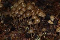 Psilocybe pelliculosa image