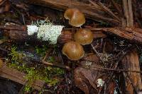 Psilocybe pelliculosa image