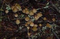 Psilocybe pelliculosa image