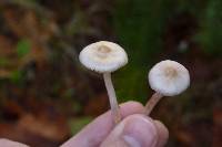 Inocybe lilacina image