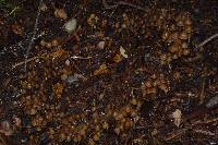 Psilocybe pelliculosa image
