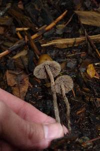 Psilocybe pelliculosa image