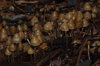 Psilocybe pelliculosa image
