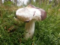 Russula caerulea image