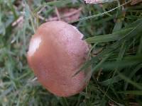 Marasmius oreades image