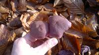 Laccaria amethystina image