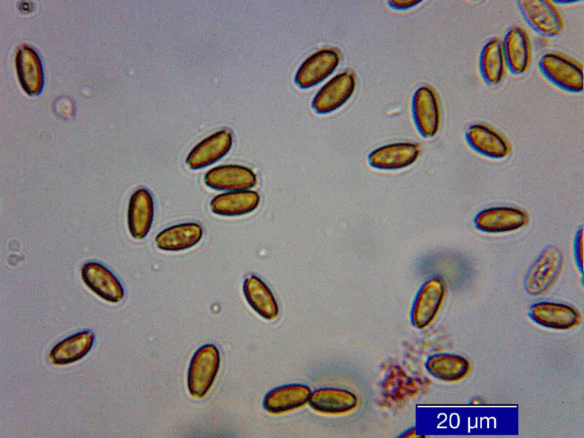 Psilocybe pelliculosa image