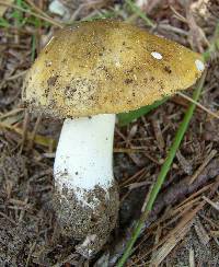 Tricholoma sejunctum image