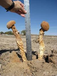 Battarrea phalloides image