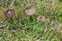 Entoloma sericeum image