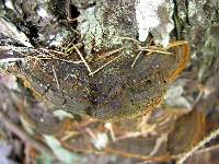 Phellinus chrysoloma image