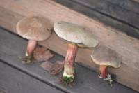 Boletus truncatus image