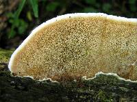 Gloeoporus dichrous image