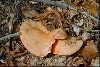 Lactarius salmonicolor image