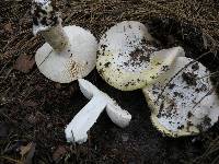 Amanita vernicoccora image