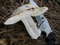 Amanita vernicoccora image