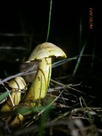 Tricholoma sulphureum image