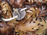 Psathyrella longipes image