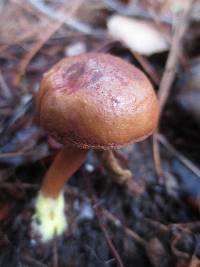 Chalciporus piperatoides image