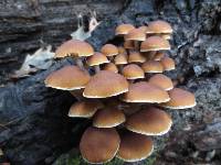 Psathyrella piluliformis image