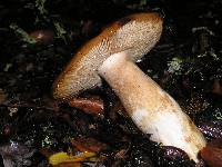 Russula fragrantissima image