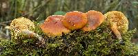 Gymnopilus sapineus image