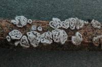 Lachnella alboviolascens image