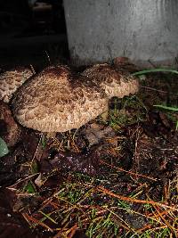 Chlorophyllum olivieri image