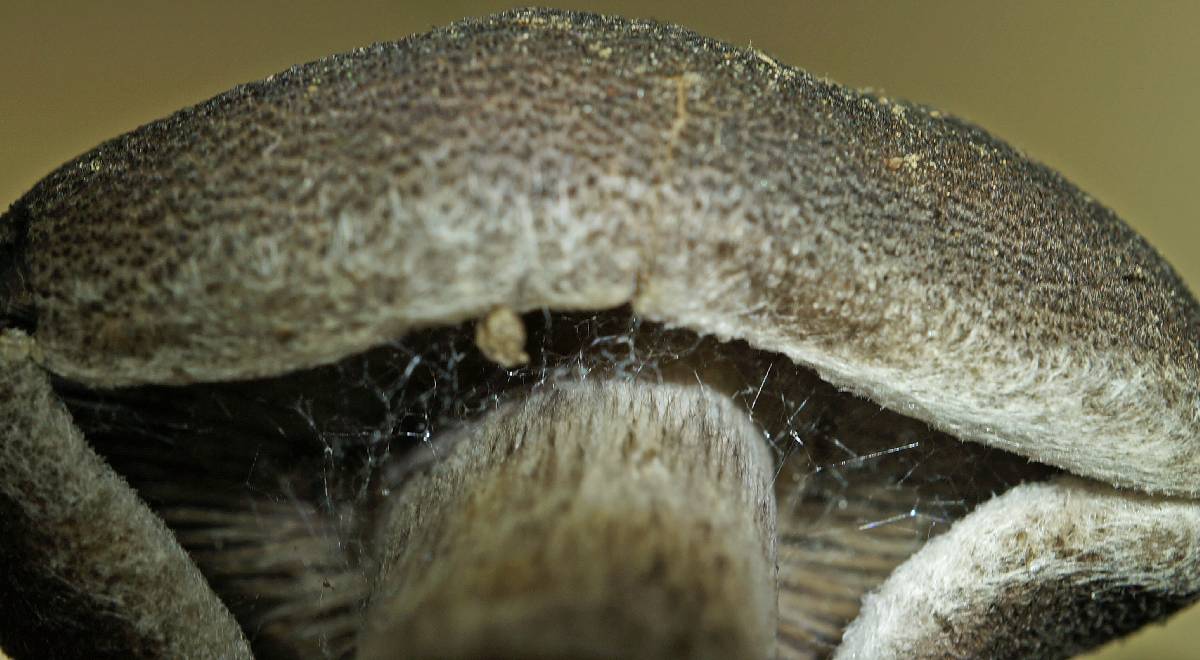 Tricholoma atrosquamosum image