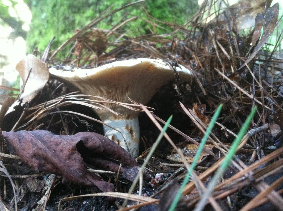 Lactarius caeruleitinctus image