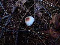 Lepiota castaneidisca image