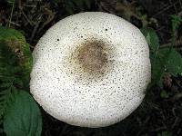 Agaricus placomyces image