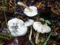 Lepiota atrodisca image